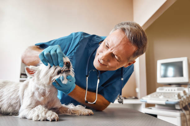 Best Walk-In Emergency Dental Services in Garden City, NY